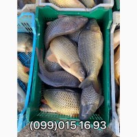 Оптовая продажа живой рыбы