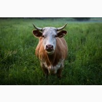 Мясокомбинат закупает коров Быков лошадей в Сумской обл