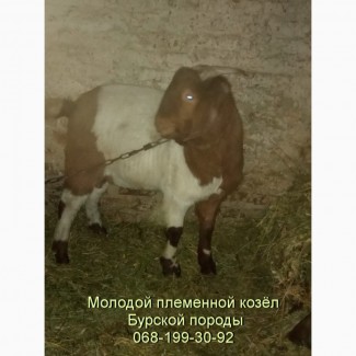 Продам Бурского козла, купить племенного козла Бурской мясной породы в Украине