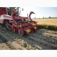 MacLouis Приставка для підбирання цибулі Grimme, Amac