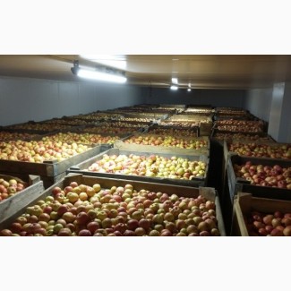 Покупаем яблоки - крупный опт, Днепропетровская обл