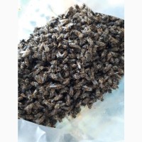 Продам подмор пчелиный