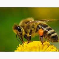 Бджолопакети 2021