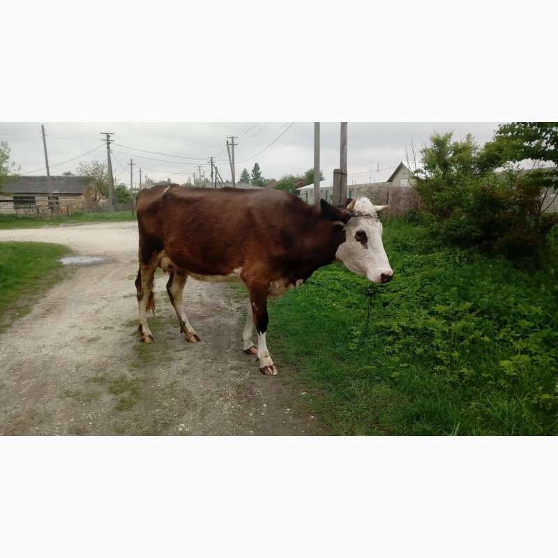 Фото 2. Продам корову