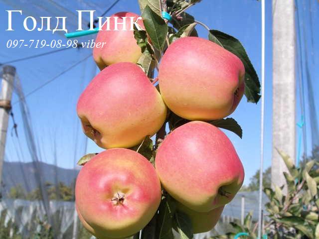 Фото 15. Продаем сажецы яблони, груши, айвы
