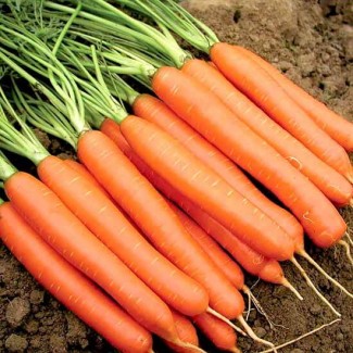 Продам семена моркови Нантская