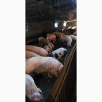 Продажа мясных свиней