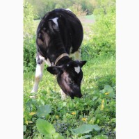 Продам теличку чорно-рябу на корову