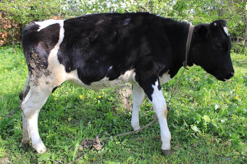 Фото 2. Продам теличку чорно-рябу на корову