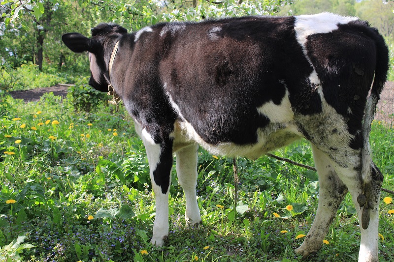 Фото 5. Продам теличку чорно-рябу на корову