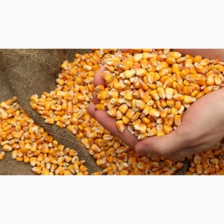 Закуповуємо кукурудзу напряму від фермерів