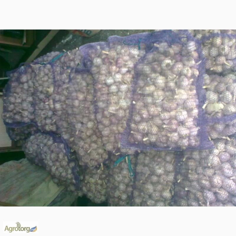 Фото 3. Семена чеснока головка однозубка воздушные шарики сорта Любаша от 1 кг