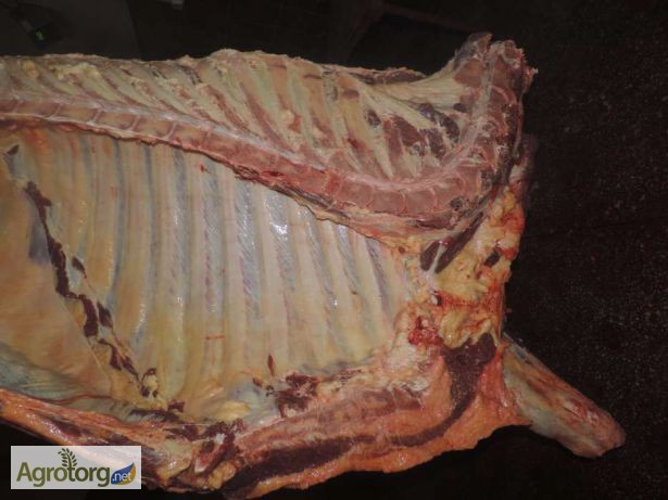 ТЗОв «Мясодар» на постійній основі реалізує м ясо в пів тушах корова