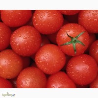 Продам рассаду помидор Топ-Капи по 20коп./шт