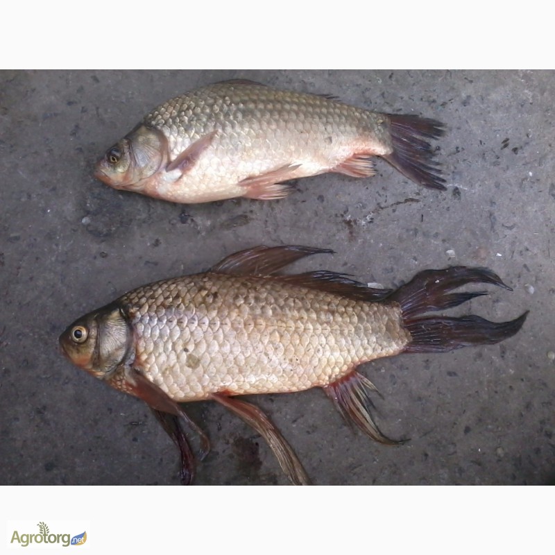 Фото 3. Рыба оптом и в розницу. Свежая и мороженая