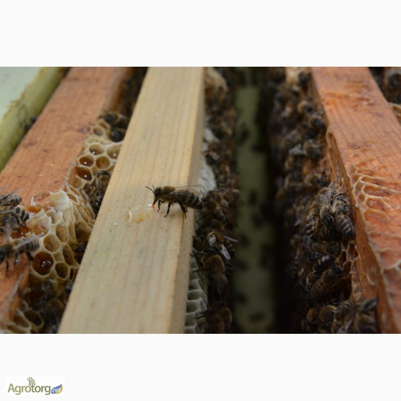 Фото 2. Привезу пчелопакеты карпатской породы. Племенные качественные матки