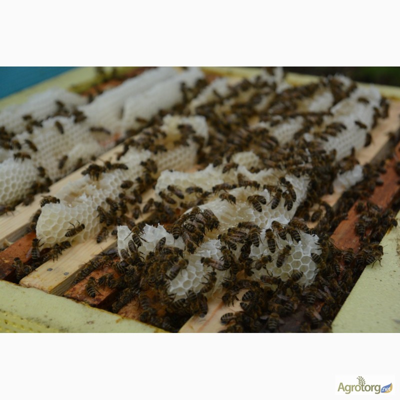 Фото 3. Привезу пчелопакеты карпатской породы. Племенные качественные матки