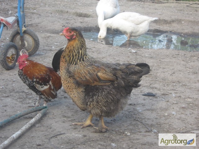 Фото 10. Акция на цыплят мясо-яичных пород