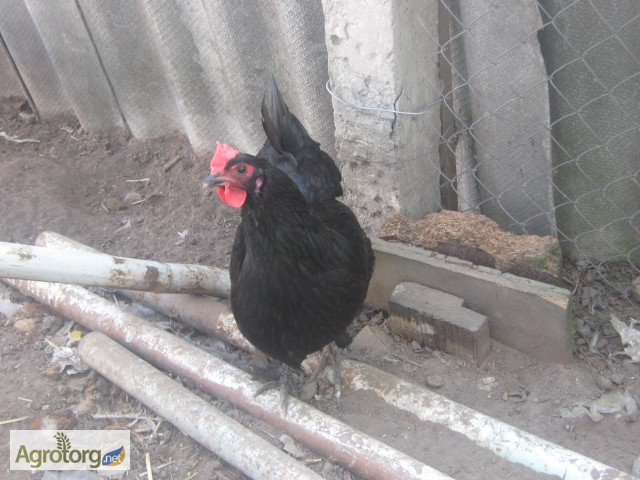 Фото 12. Акция на цыплят мясо-яичных пород