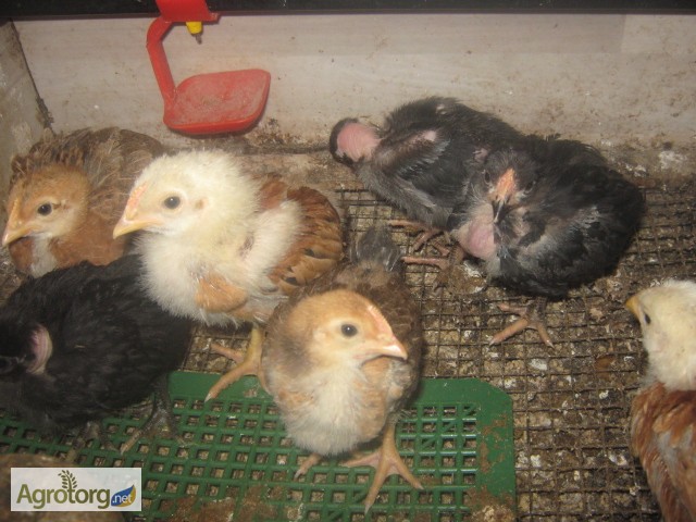 Фото 5. Акция на цыплят мясо-яичных пород
