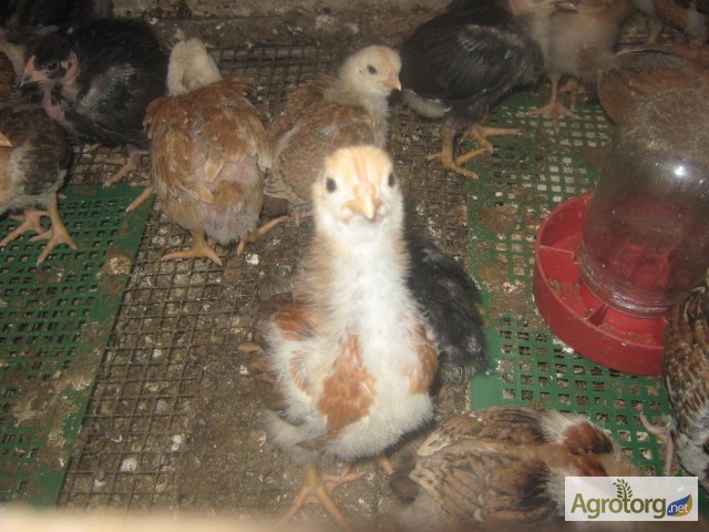 Фото 6. Акция на цыплят мясо-яичных пород