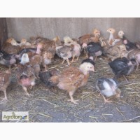 Акция на цыплят мясо-яичных пород