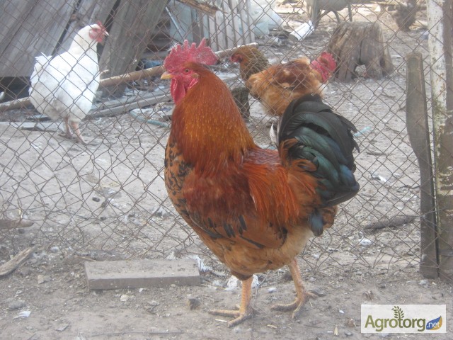 Фото 7. Акция на цыплят мясо-яичных пород