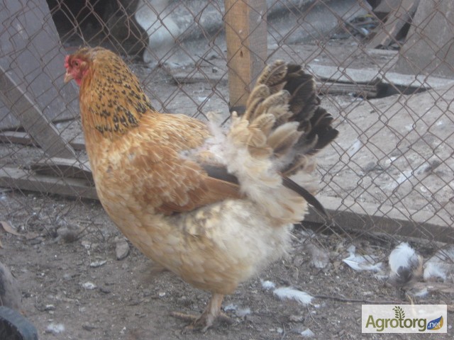 Фото 9. Акция на цыплят мясо-яичных пород