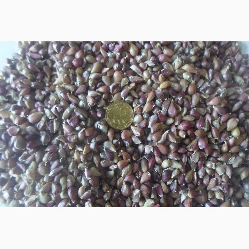 Фото 4. Продам семена чеснока Любаша 5+, 6, 7+ 50грн