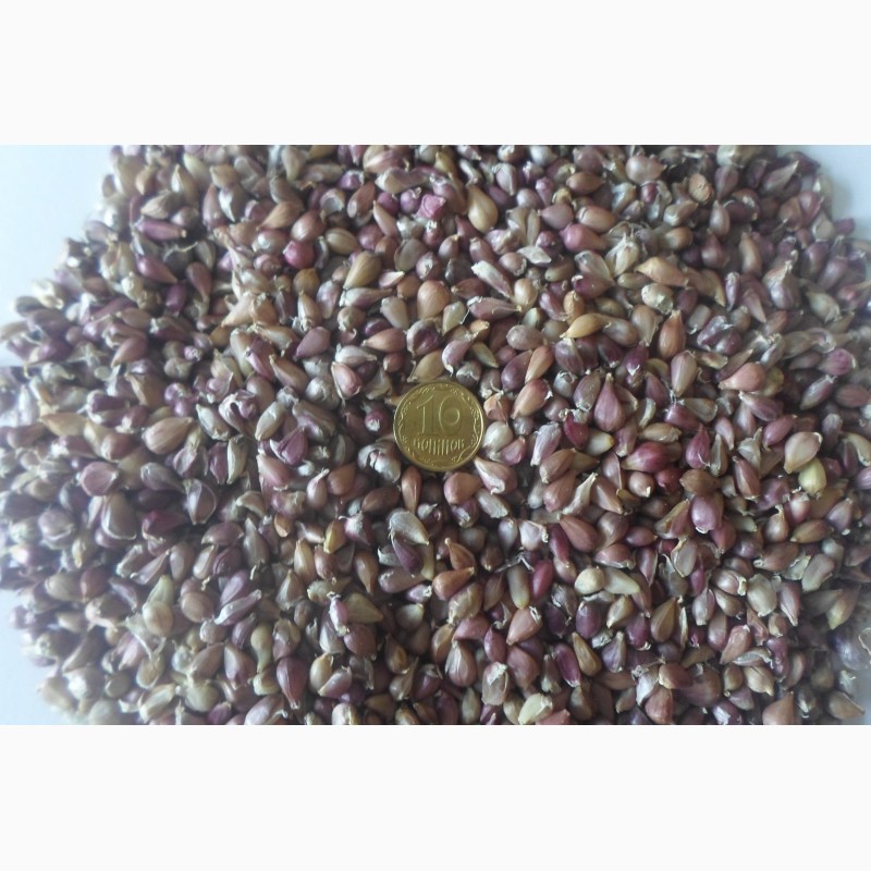 Фото 2. Продам семена чеснока Любаша 5+, 6, 7+ 50грн