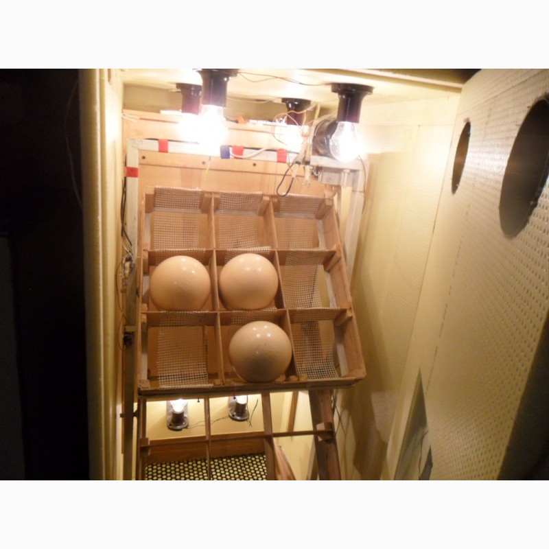 Фото 3. Продам инкубатор для страусиных яиц