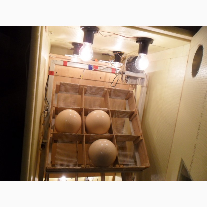 Фото 4. Продам инкубатор для страусиных яиц