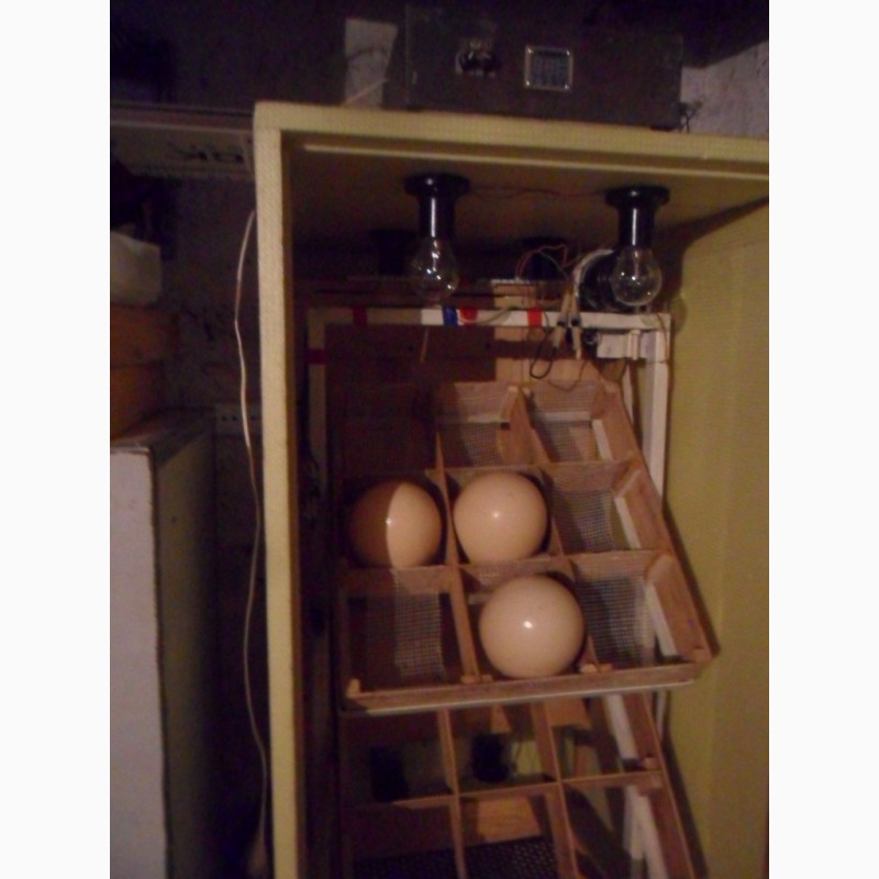 Фото 6. Продам инкубатор для страусиных яиц