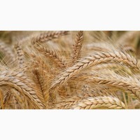 Компанія постійно закуповує у сільгоспвиробників Пшеницю з Домішкою Ячменю