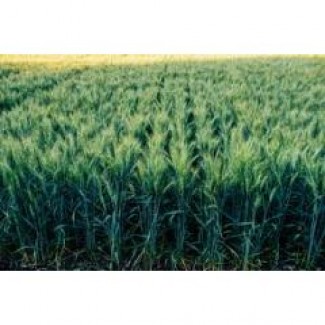 Продам високоякісне насіння озимої пшениці сорт Алтіго (Франція)