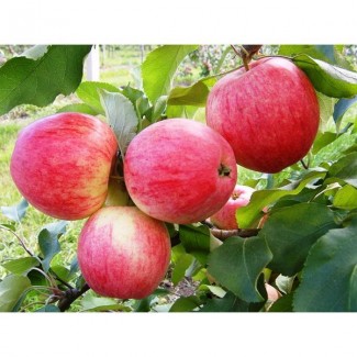 Яблоко с сада сорта Санрайз