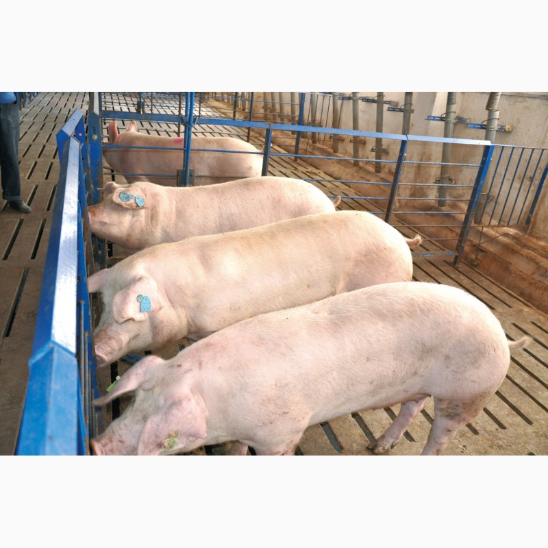 Свинья живым весом цена. Эстонская беконная свинья.