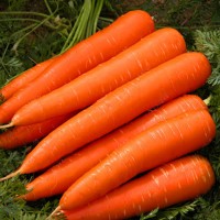 Продам морковь Абако F1, Зимний Нектар, Болтекс