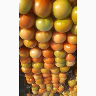 Продам томаты от производителя из Египта