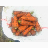 Морковь на хранение Абако