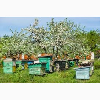 Продам пчелопакеты (бджолопакети) 2020 терміново