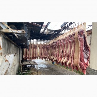 Охлажденное мясо свинины на кости полутуши