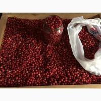 Продам очищені ягоди Клюкви журавлини