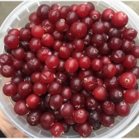 Продам очищені ягоди Клюкви журавлини