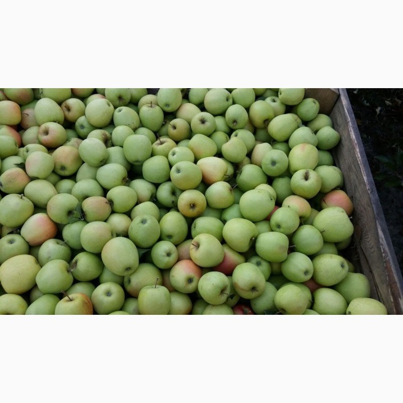 Фото 3. Продам яблука! Різних сортів! Чернівецька область