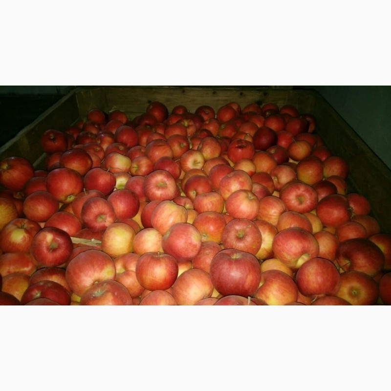 Фото 4. Продам яблука! Різних сортів! Чернівецька область