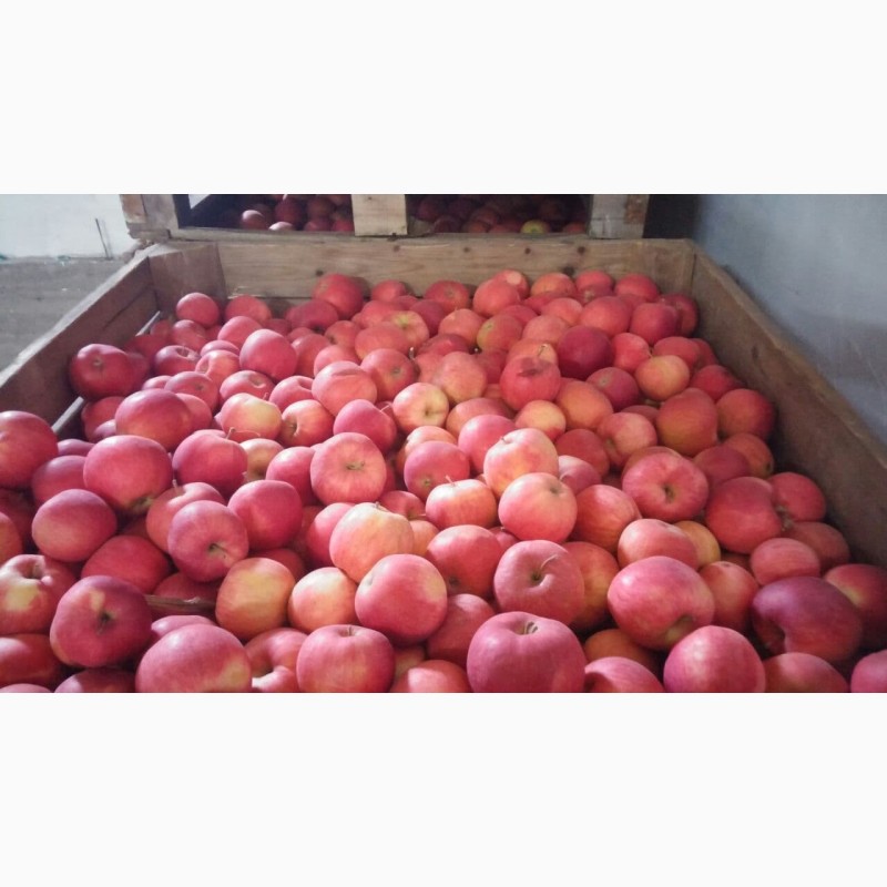 Фото 5. Продам яблука! Різних сортів! Чернівецька область