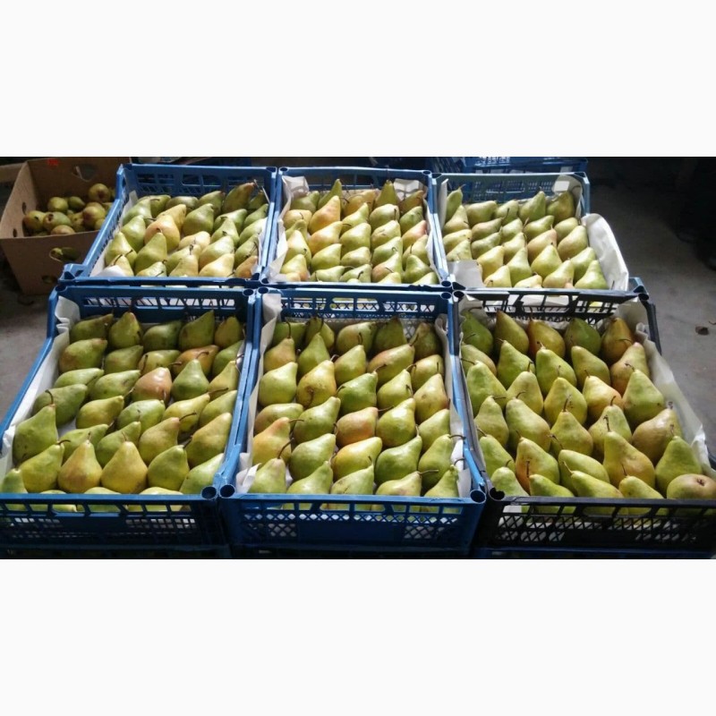 Фото 6. Продам яблука! Різних сортів! Чернівецька область