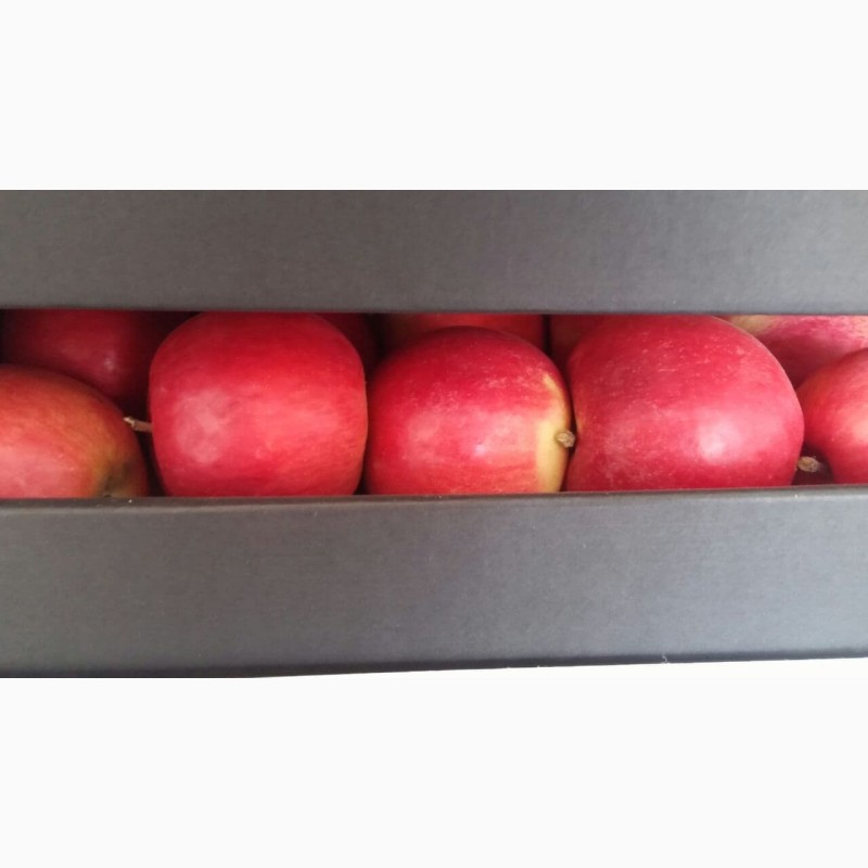 Фото 2. Продам яблука! Різних сортів! Чернівецька область