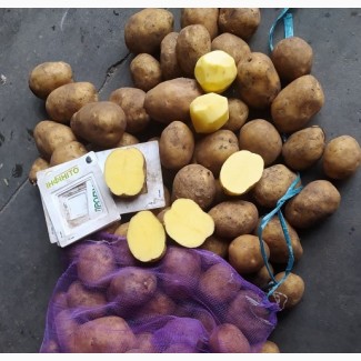 Продам картоплю від виробника власного виробництва